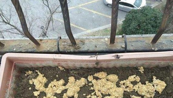 虎皮兰黄叶盆里放一勺“肥”，每片叶子绿油油，芽多叶多挤满盆