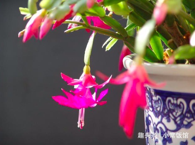 蟹爪兰浇水，掐准“时间”，不早不晚“刚刚好”，叶片肥厚又油亮