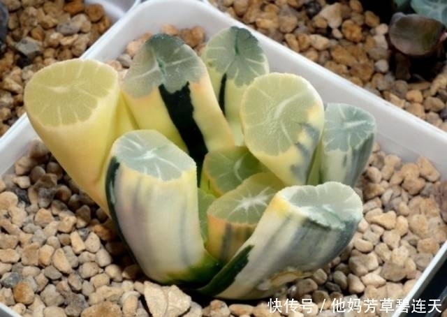 这个小盆栽居然卖600多万,快看看你家有没有!