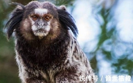 南美洲!耸人听闻!南美洲发现奇异生物,竟是中国奇书《山海经》神兽!