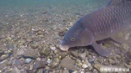 浮漂|野钓河里鱼真多,就是不吃饵,有些情况就是钓鱼人自己造成的