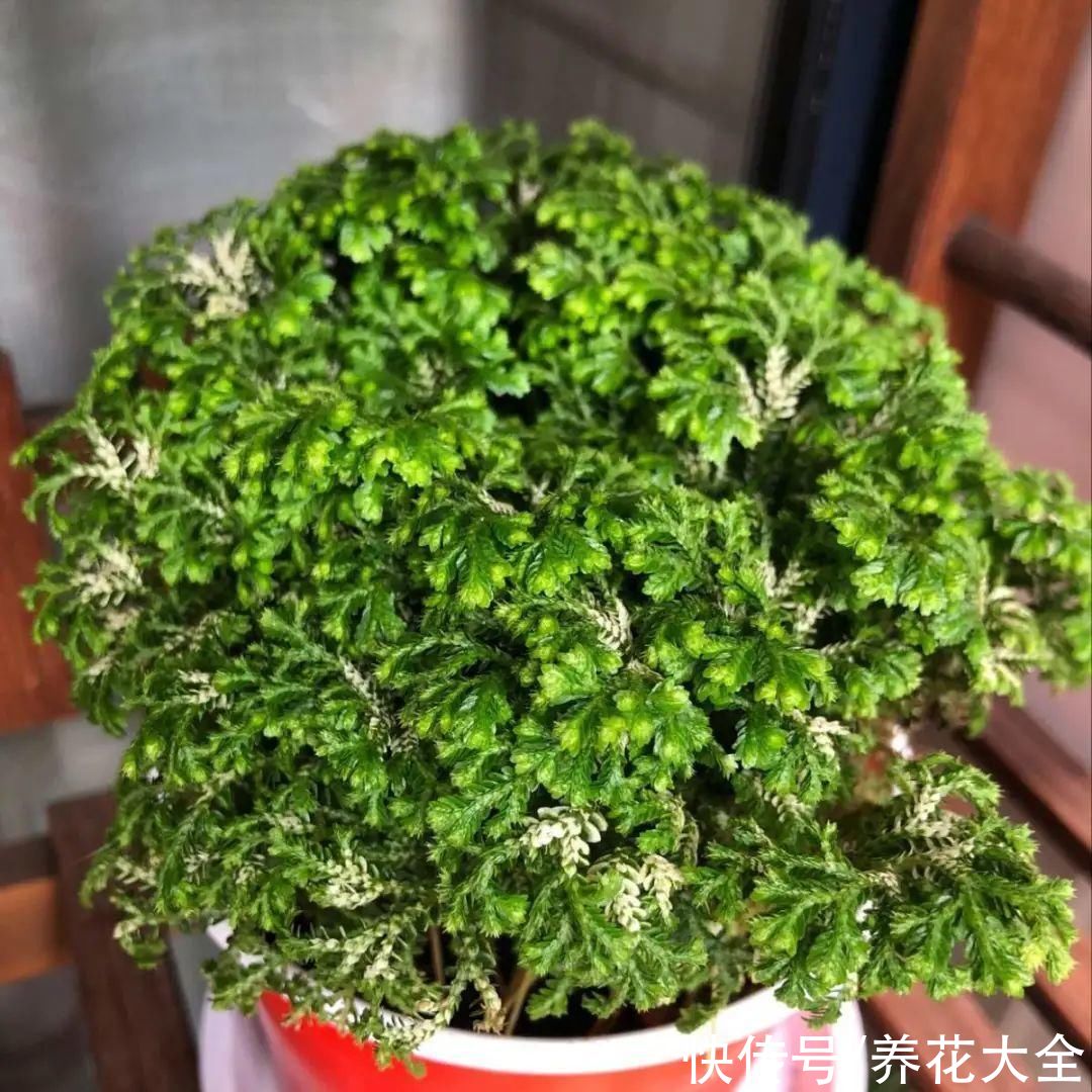 山上遇到“还魂”草，千万不要挖，养不活还破坏环境