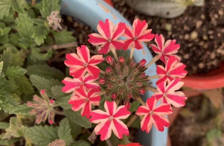 类型|天热养什么植物合适栽种这3款,不用怎么管就能安全度夏