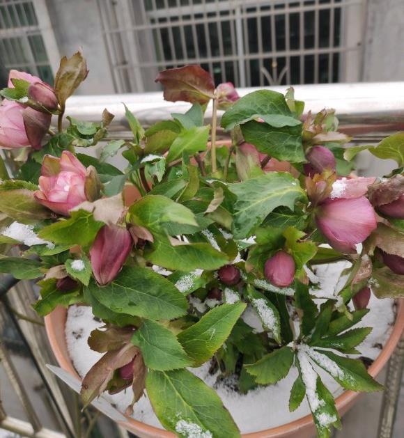 零下10度冻不死的花,不用搬进屋,冬天狂开花!