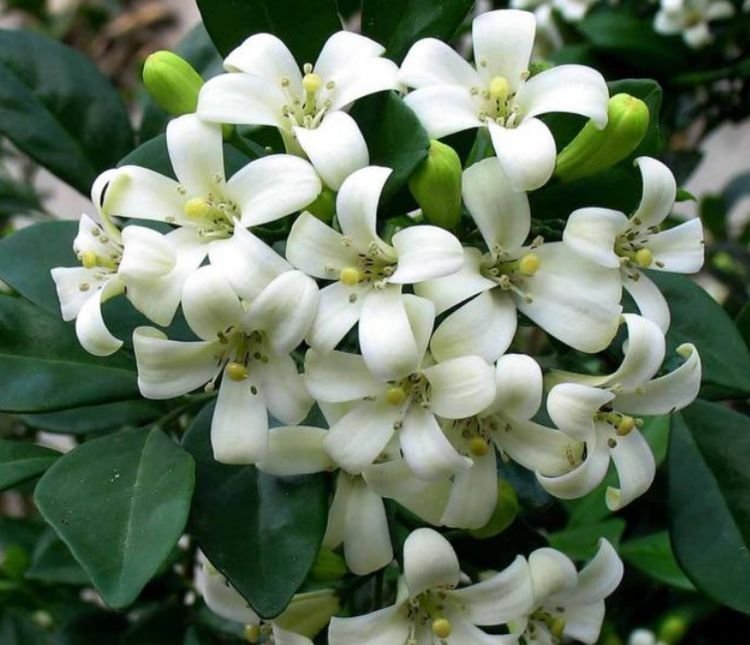 夏天养花,不妨养这四款花,一年四季花开不停,开花量大