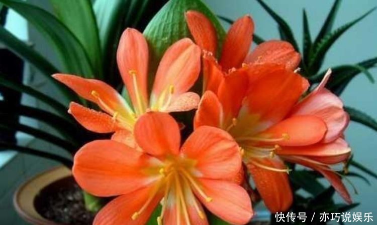 长寿花|4种花,开花吉祥又喜庆,比牡丹还美,年年开花美翻