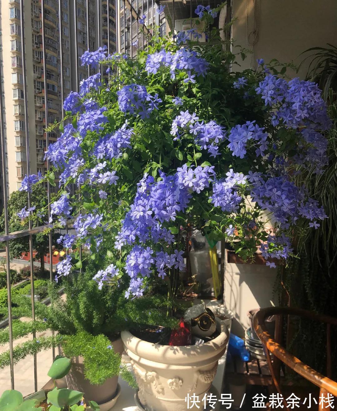 凌霄花|9种漂亮花,热不死晒不怕,开花大半年,没有病虫害,38度成花海