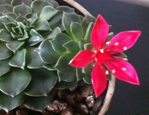 家养一种“莲”,叶片如莲座,花开“红似火”,日日赏花不停歇