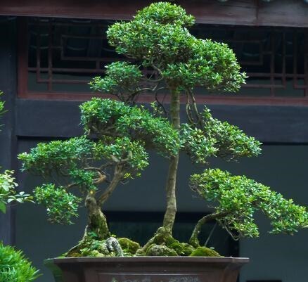 富贵树|山上1种“树桩”不起眼,捡回来放花盆上,变成“富贵树”,值钱