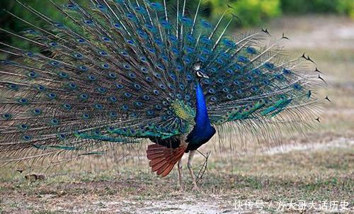 美国的国鸟是鹰 印度的国鸟是蓝孔雀 中国国鸟是什么 少有人知 快资讯