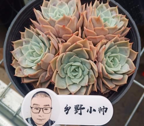 阳台养多肉，怎样才能让肉肉状态更出彩，小帅来支招