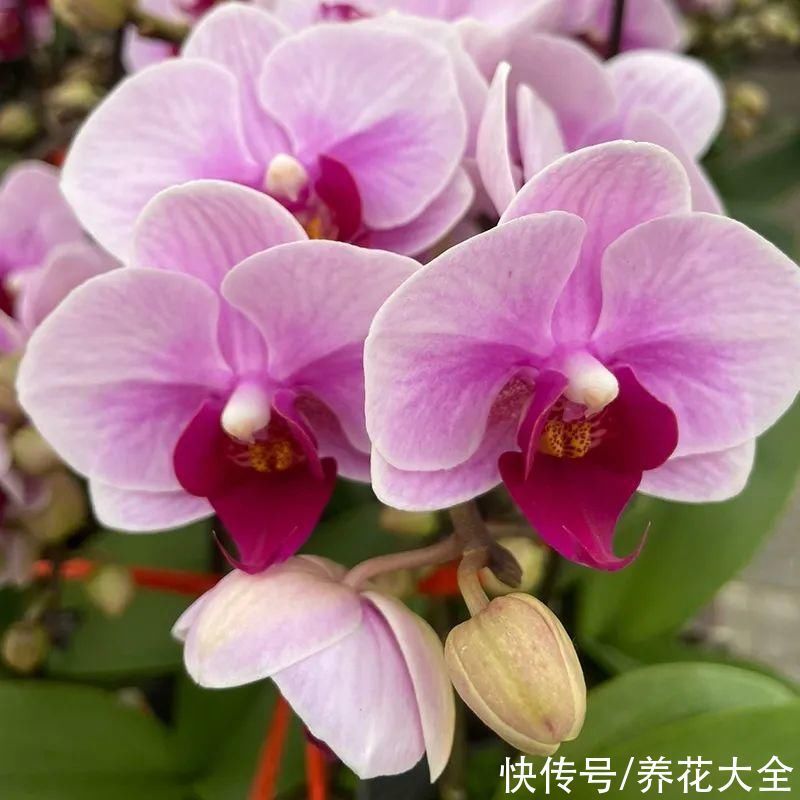 红火好养的“喜庆花”，现在买不吃亏，下个月价格翻两倍