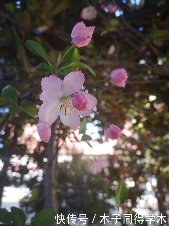 初春6种花 花骨朵呼呼冒 离花开满园不远了 快资讯