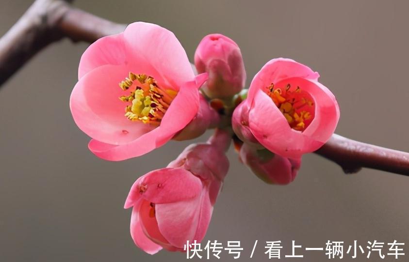 这种木瓜开花挺好看了,做成盆景搬回家