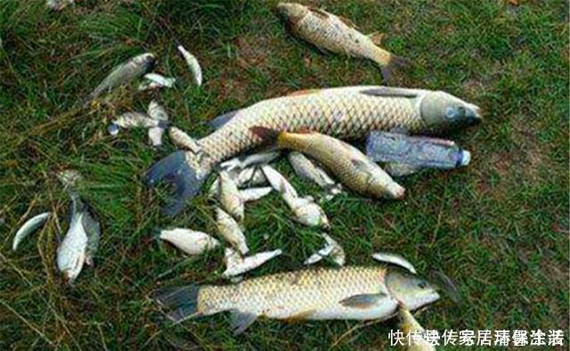 野钓中的绝佳钓位,钓鱼人的必争之地,随便选哪个,渔获都有保证