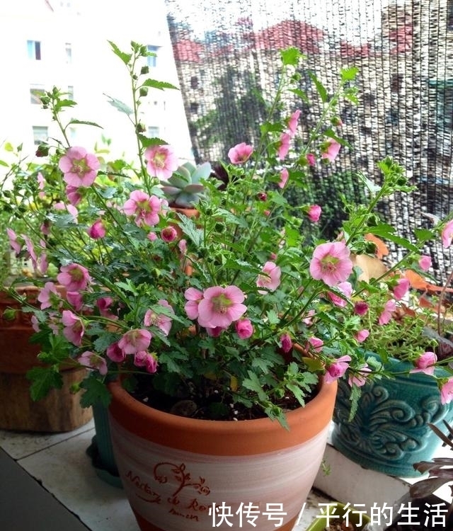 花卉|最值得拥有的漂亮花卉,花开爆盆,四季开花,养上一盆真的是绝美