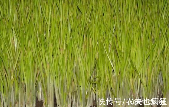 此菜很害羞，仅在黑暗中生长，常被误认成韭黄，却是“菜中珍品”