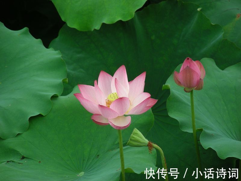 湖面@开场即巅峰,未来有可待:苏轼在杭州西湖,写下了人生的第一首词