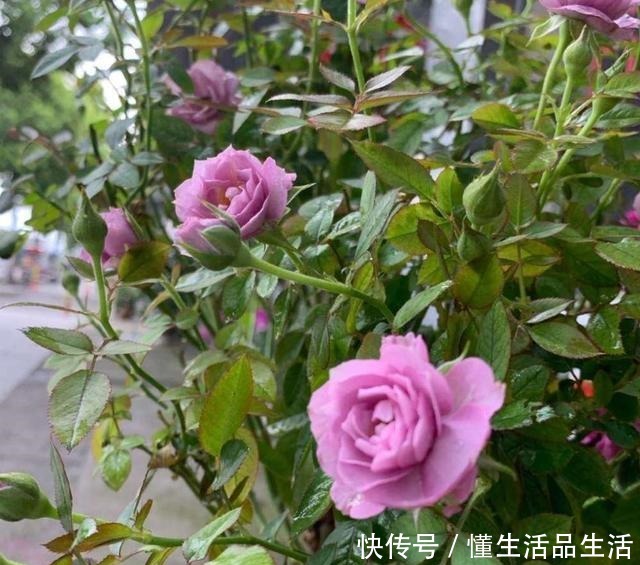 少喝两瓶酒,阳台上此花也要栽2株,好养易活,颜值不输牡丹!