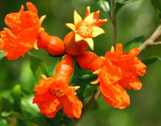 石榴花最爱“美”,开花前“擦擦脸”,花苞多、花朵大,花爆满枝