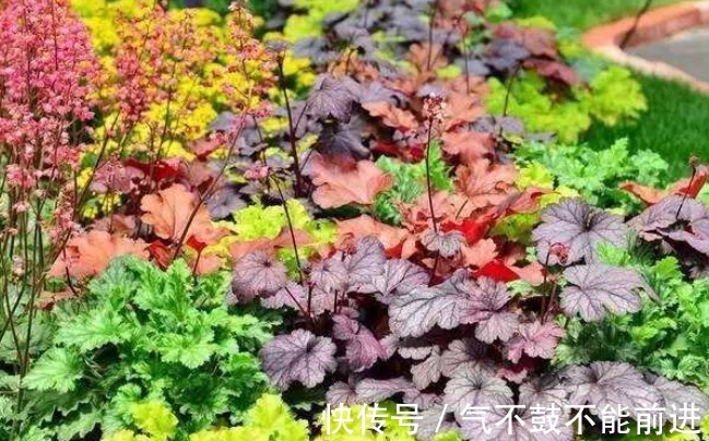 绿萝吊兰扔了吧，阳台养4种花，它们非常好养，叶子比花还好看