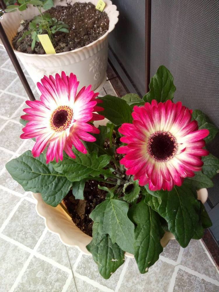 这些花朵超好养,随手一种就能活,轻松开爆盆,花朵美艳又迷人