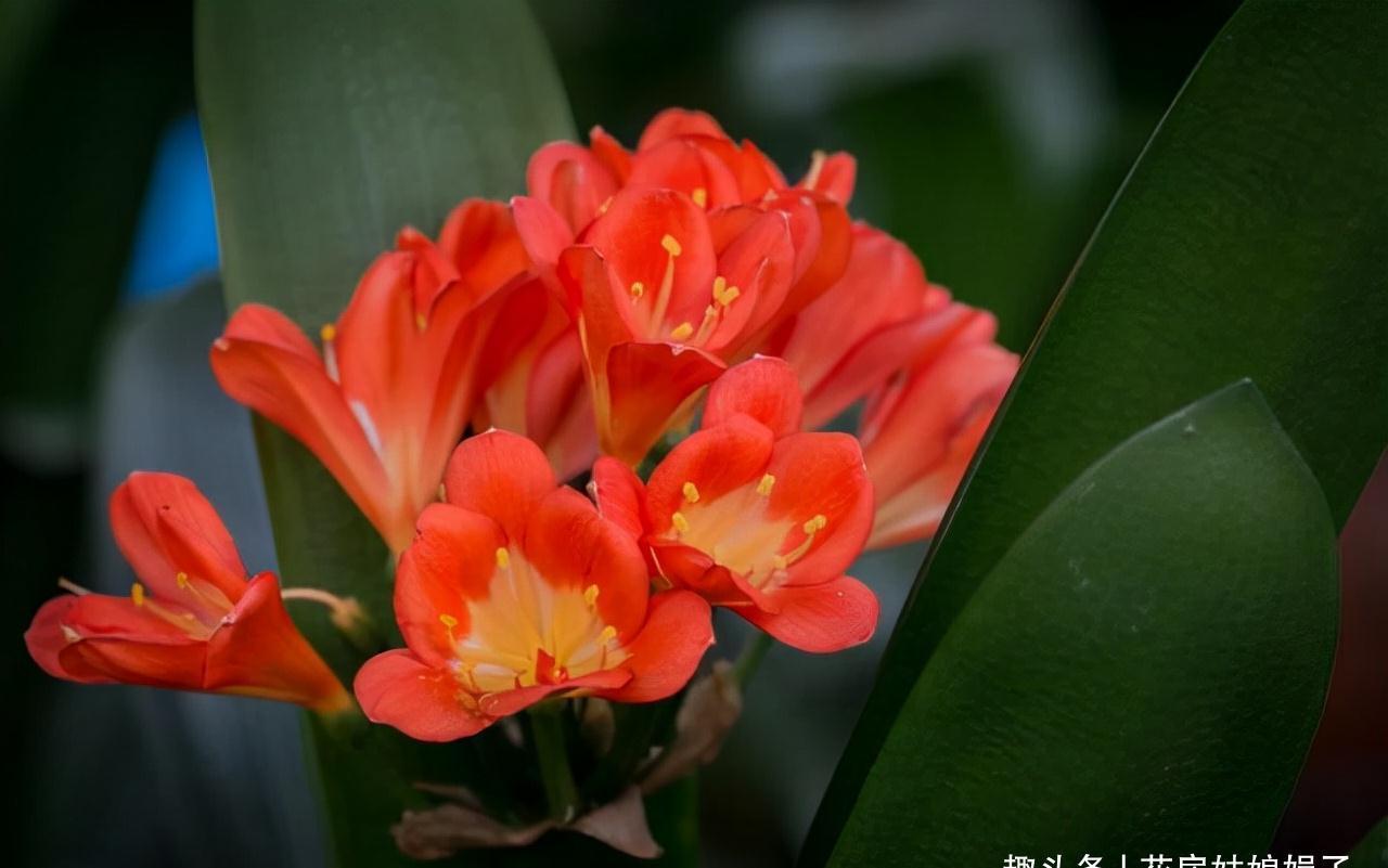 养君子兰犯4个常识性错误，难怪越养越差难见花开，新手要规避掉