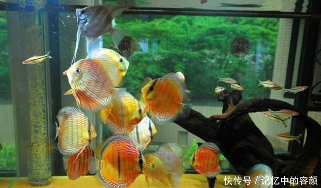 鱼命|下列这些观赏鱼能混养成功,是拿很多鱼命,才能买来的效果
