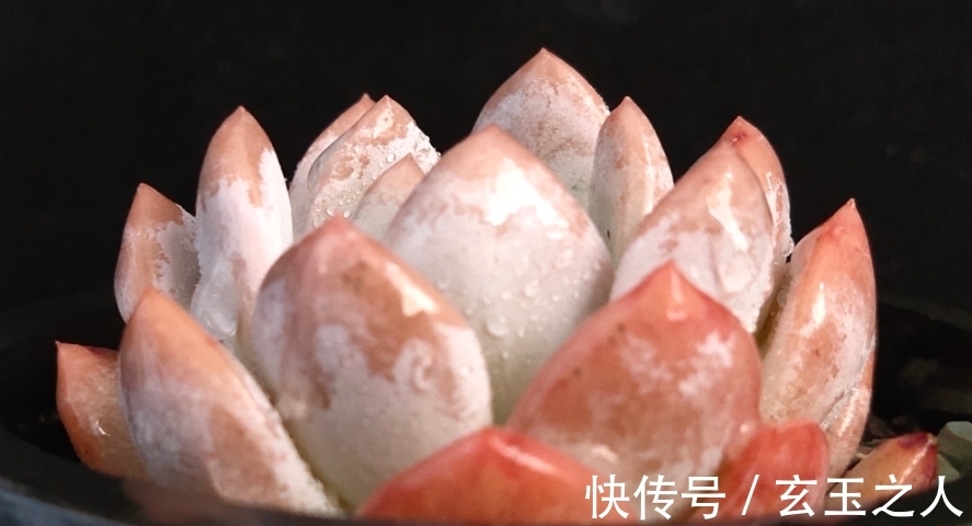 景天科多肉常见入手问题,也许您可能会遇到,来看看是些什么吧