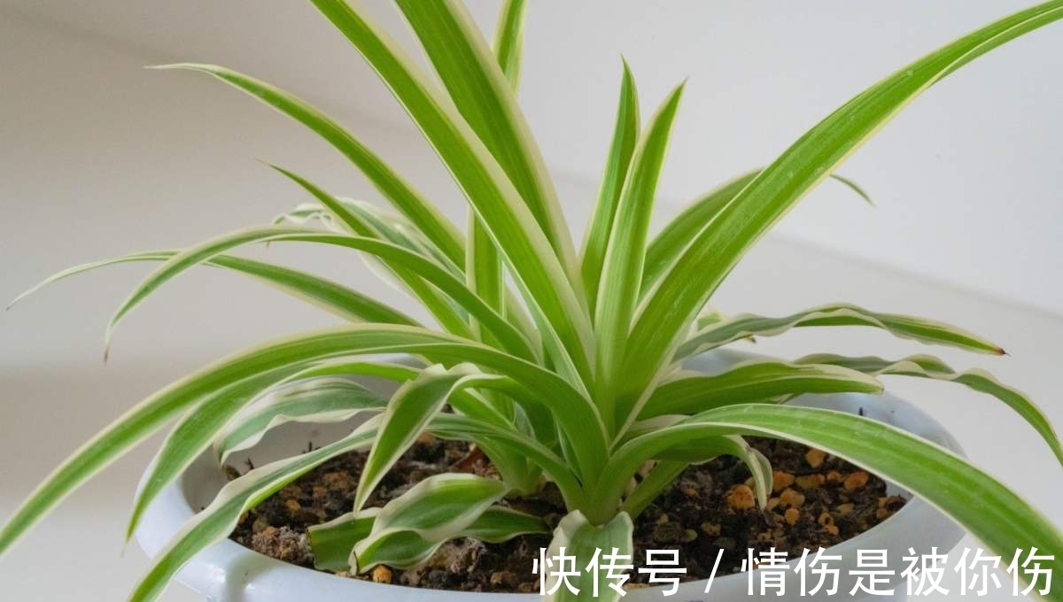 氮磷钾肥不用买,在家就能做,省钱效果好!