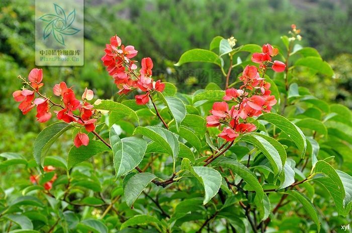 银屑病|山砒霜，见过吗？治类风湿性关节炎、红斑狼疮、银屑病