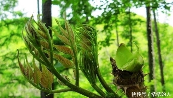 山野菜|这9种野菜赶紧收好了!在农村随处可见,每一种都是治病良药