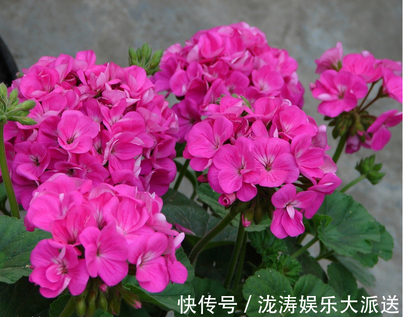 花朵|天竺葵掉花蕊找出3大“元凶”,花朵全开不掉蕊,花团锦簇