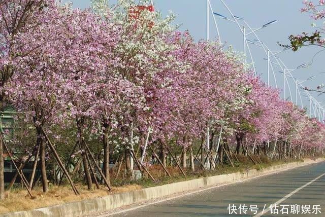 三月|花样荷城,美不胜收!