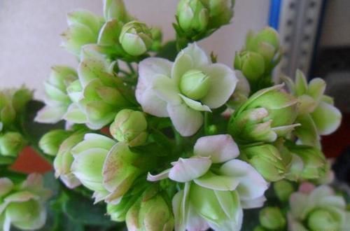 最有仙气的花卉,号称爆盆小能手,花名浪漫,花色珍稀,四季开花