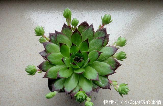 养花尽量不要养多肉！要不然你的生活就会变成这样