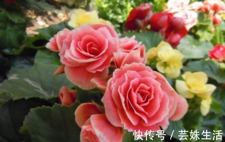 养护|邻居逛花市，只买这“3种花”，开花漂亮又好养，越养越上瘾