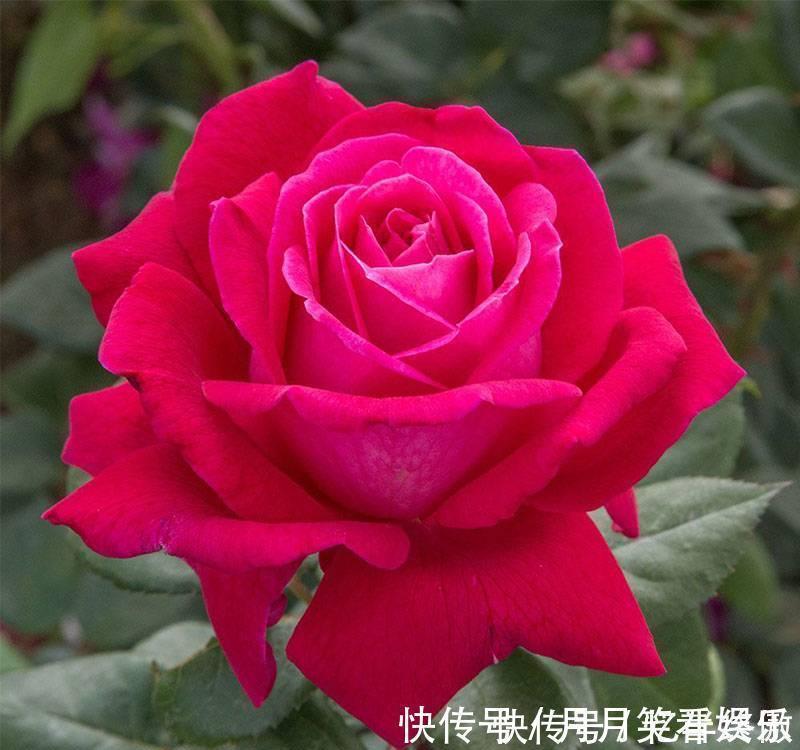 3种花超让人喜欢,植株低矮,花色绚丽,四季开花不停,养护很容易