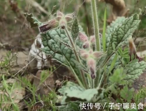 农村|农村一种滋养肝肾的药材,妹子挖出根部直接吃,味道清甜如萝卜