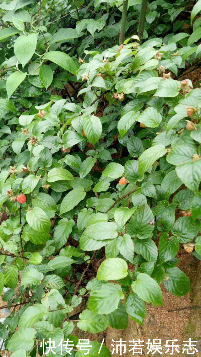 农村这些美味已经很少见了,这个代表童年记忆野果,你还记得吗