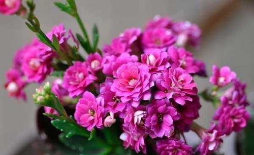 积水|最怕“喝水”的3种花,不怪你太勤劳,只因为它“胃太小”