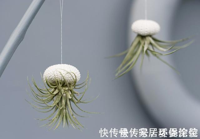 家里这些花卉吊起来养,既增加了观赏价值,又节省了养殖空间