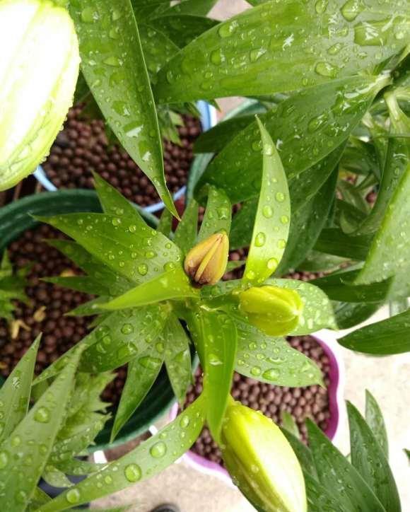 休眠|6种漂亮花，就怕下雨天，淋雨就发黄，雨天快搬屋里去