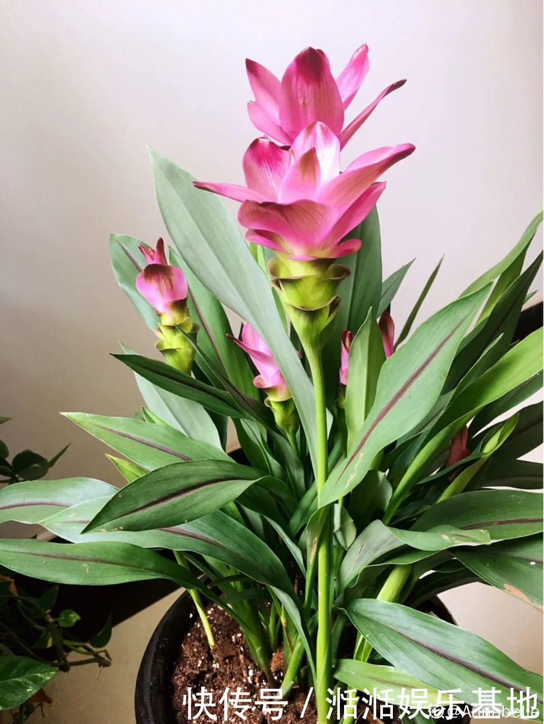 大爷家荷花种在花盆里，1次开花20朵，比巴掌还大！