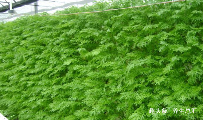 瘦身|三伏天，多吃以下4种食物，清热解毒，利湿，减肥瘦身，试试看