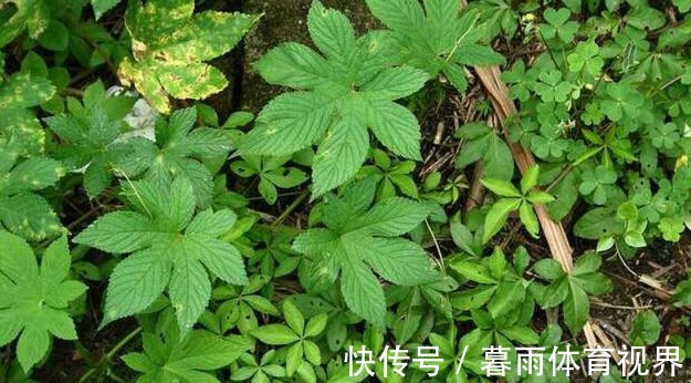 野草|农村地里一种常见野草,是治“皮肤瘙痒”的好药,一涂很快就见效