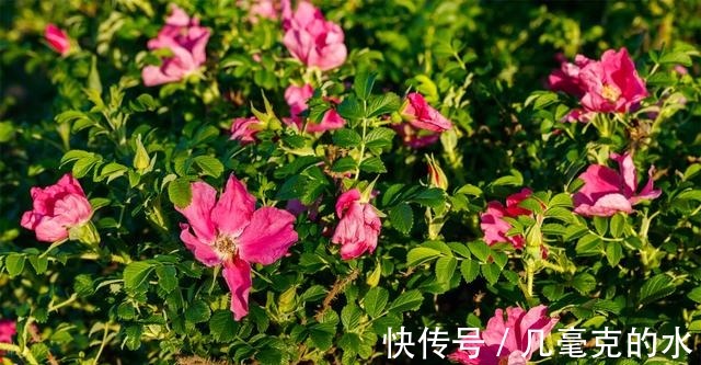 人养花，花亦养人！8种能“吃”的花，漂亮又美味，建议养一盆！