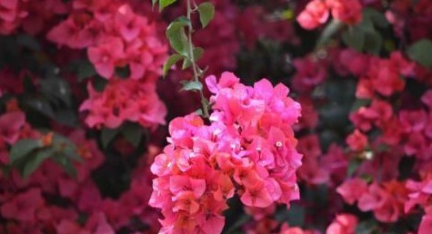 生命力|三角梅的种植扦插方法及种植技巧,干货满满