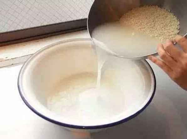 君子兰不开花淘米水兑点“黄水水”，花箭冒出来，1次开出10朵