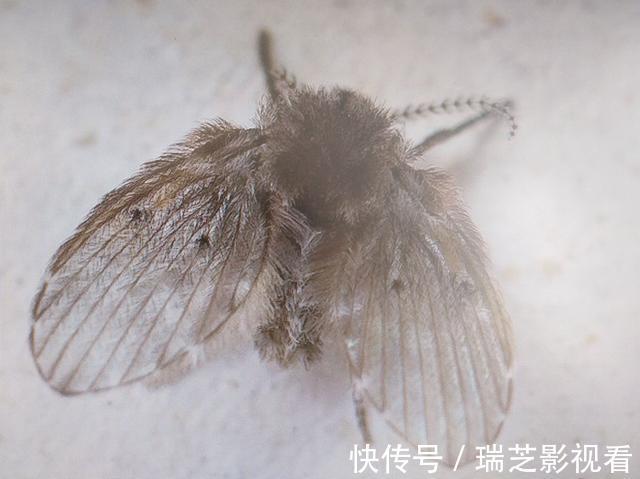竖管|卫生间里的小飞虫是什么?只需三步,就能彻底杜绝